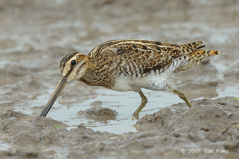 Snipe, Common @ Batu Gajah