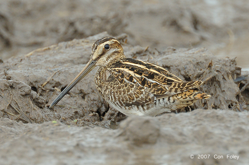 Snipe, Common @ Batu Gajah