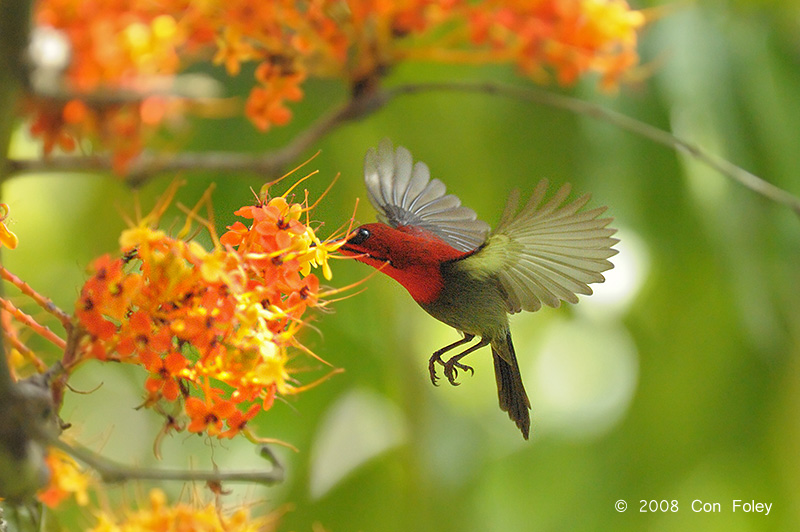 Sunbird, Crimson (male) @ Lower Peirce