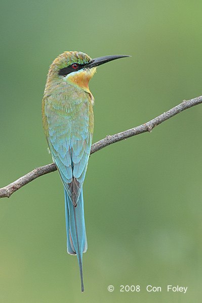 Bee-eater, Blue-tailed @ Changi