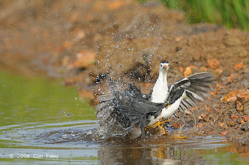 Waterhen, White-breasted @ Sungei Balang