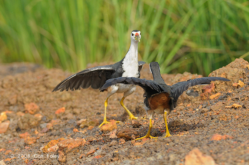 Waterhen, White-breasted @ Sungei Balang