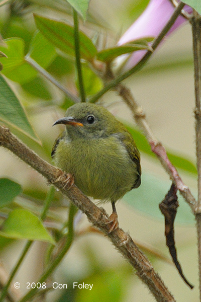 Sunbird, Temmincks (juv female) @ Mt. Kinabalu