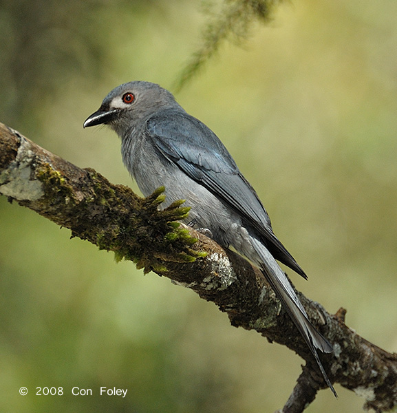 Drongo, Ashy @ Mt. Kinabalu