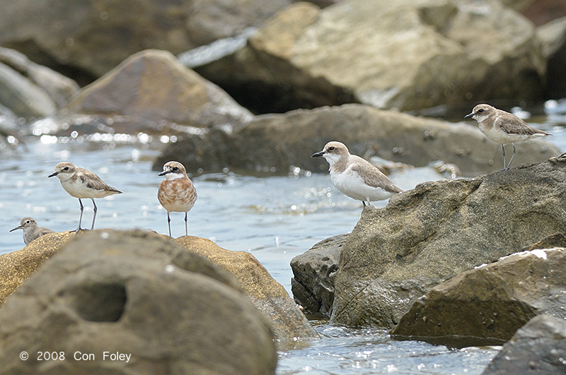 Plover, Greater Sand @ Likas Bay