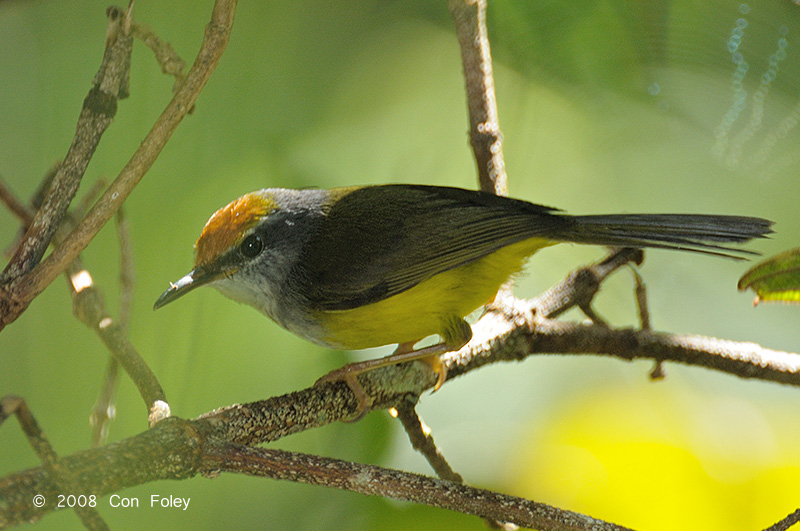 Tailorbird, Mountain @ Mesilau