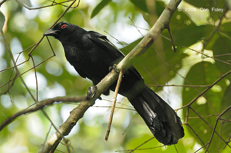 Magpie, Black