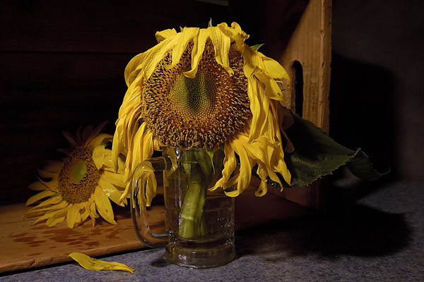 Sunflower by Box