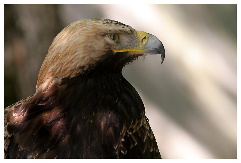 Le rocher des aigles