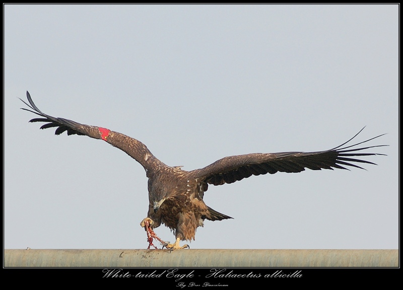 White-Tailed Eagle - Haliaeetus Albicilla