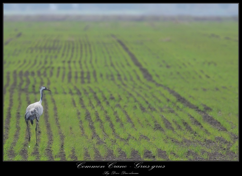 Common Crane - Grus Grus