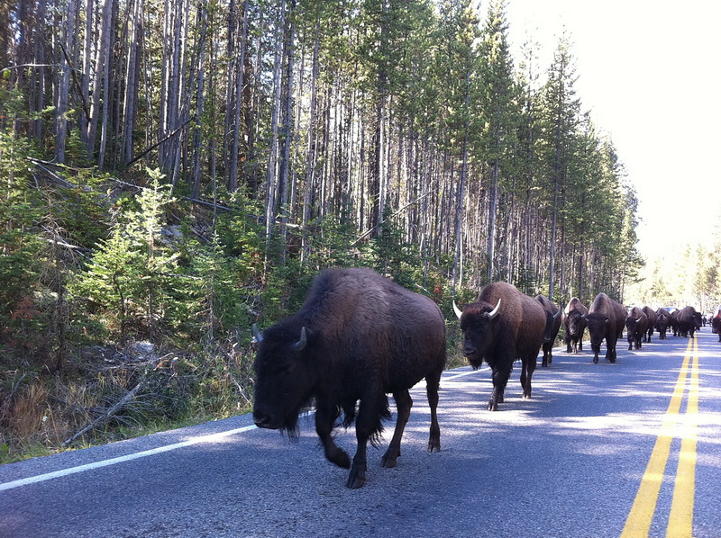 Yellowstone Fall 2010 066l_resize.jpg