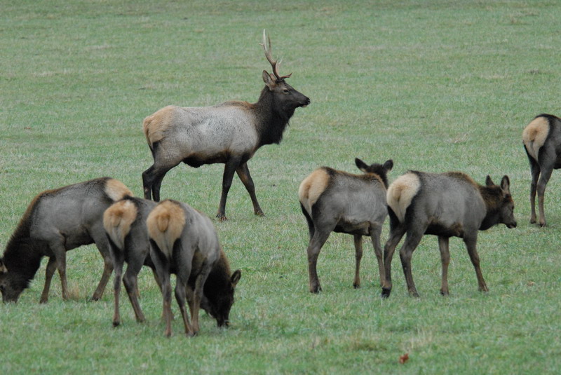 DSC_3655_resize.JPG