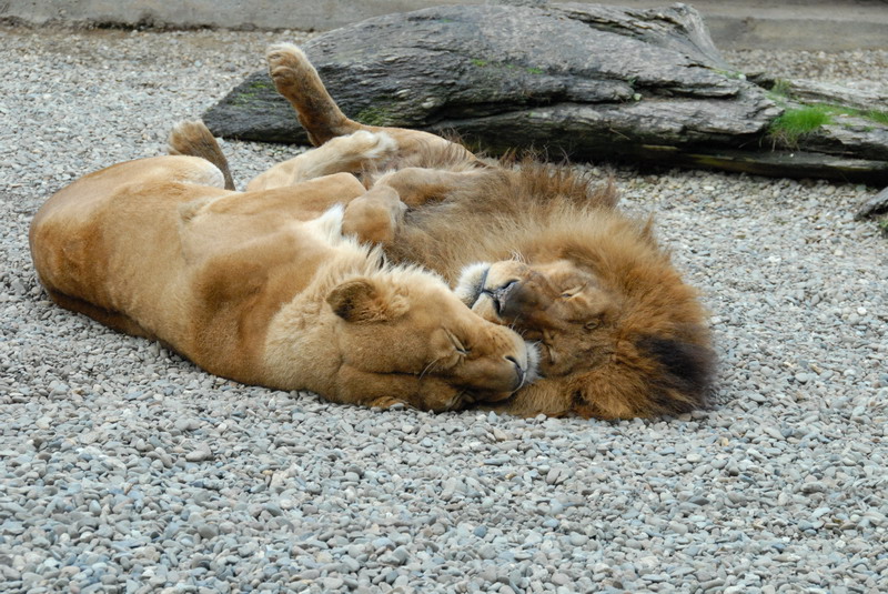 DSC_5026_resize.JPG