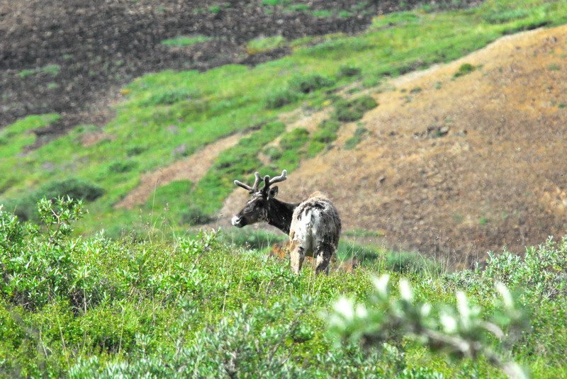 DSC_6811_resize.JPG