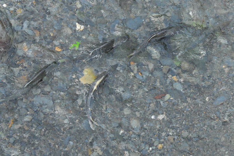 DSC_7960_resize.JPG