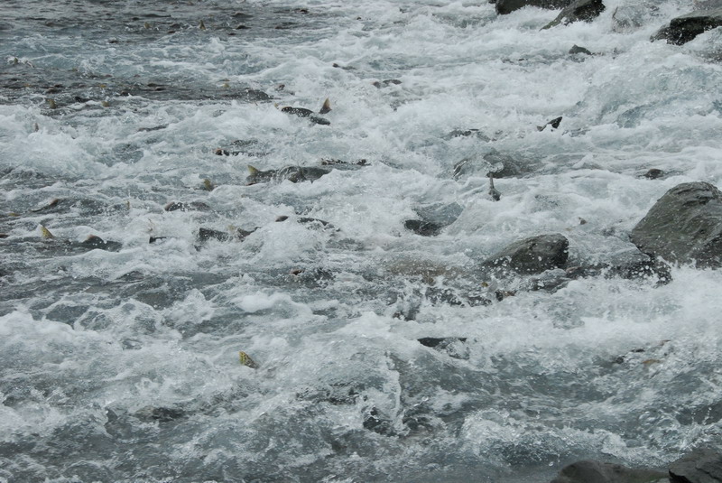 DSC_8020_resize.JPG