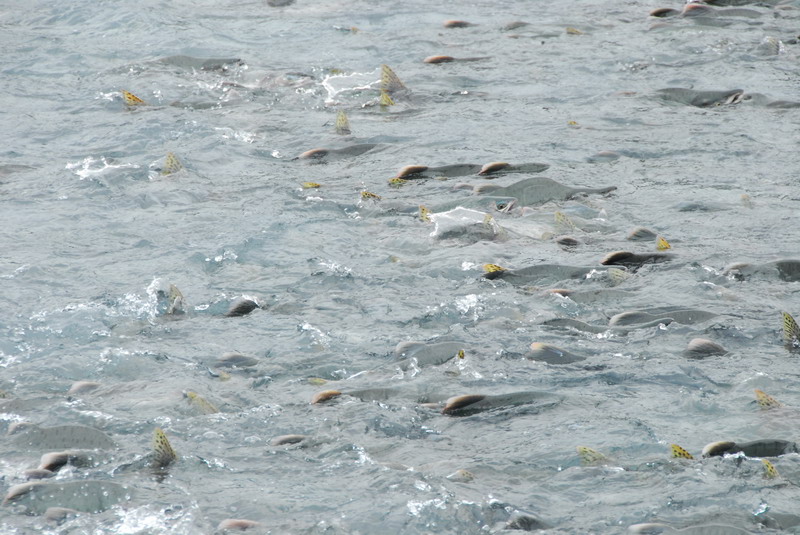 DSC_8057_resize.JPG