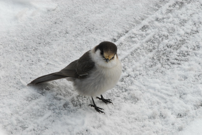 DSC_0660_resize.JPG