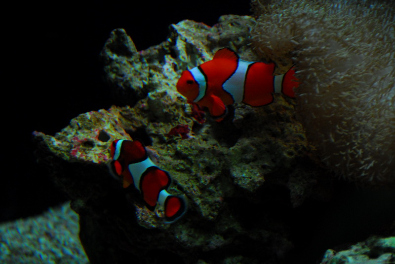 DSC_0308_resize.JPG