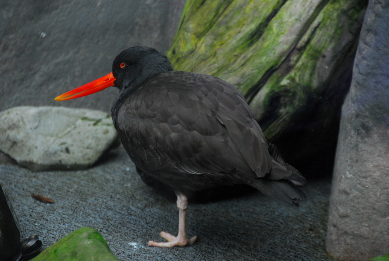 DSC_0380_resize.JPG