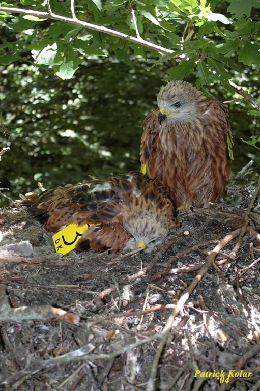 Red Kite Nestlings