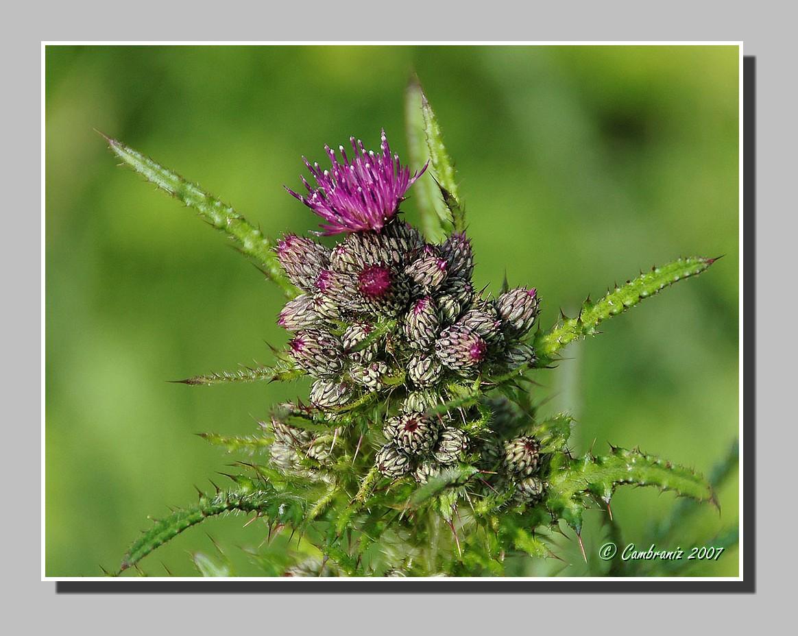 Thistle