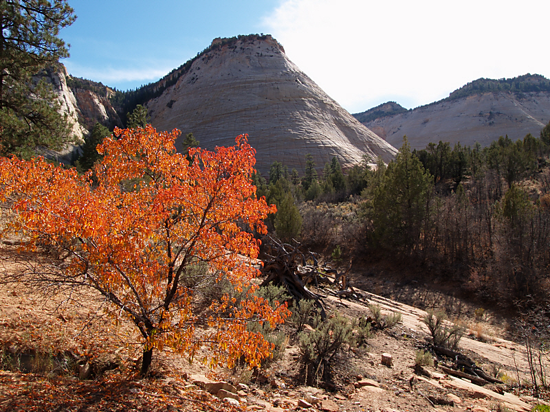 Checkerboard Mesa