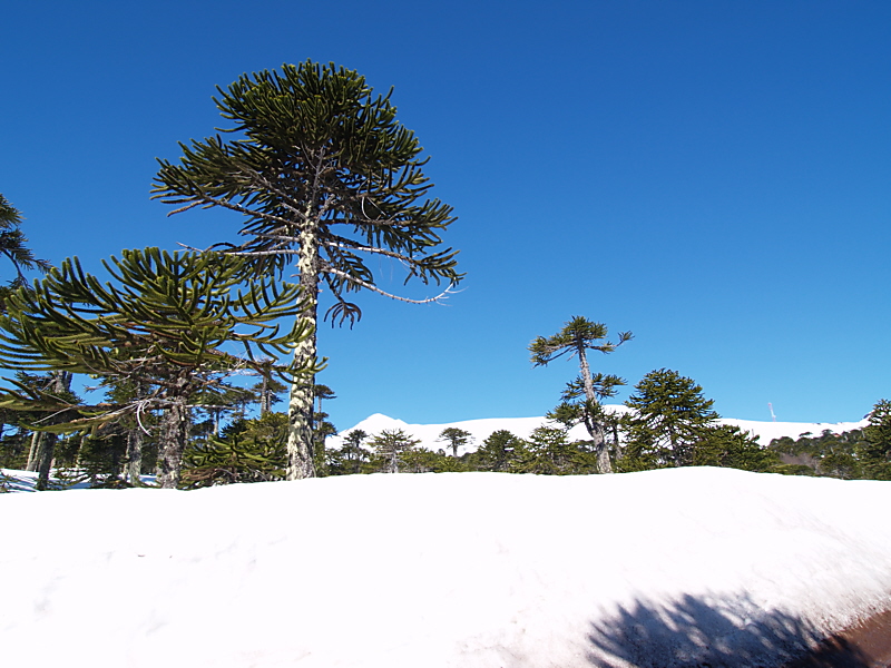 Araucarias and Vn. Llaima