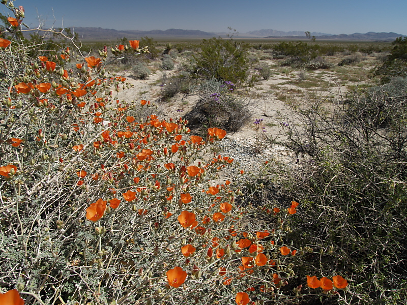 Pinto Basin