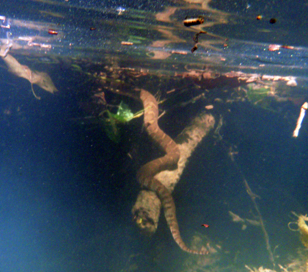 Underwater pic of Water Snake