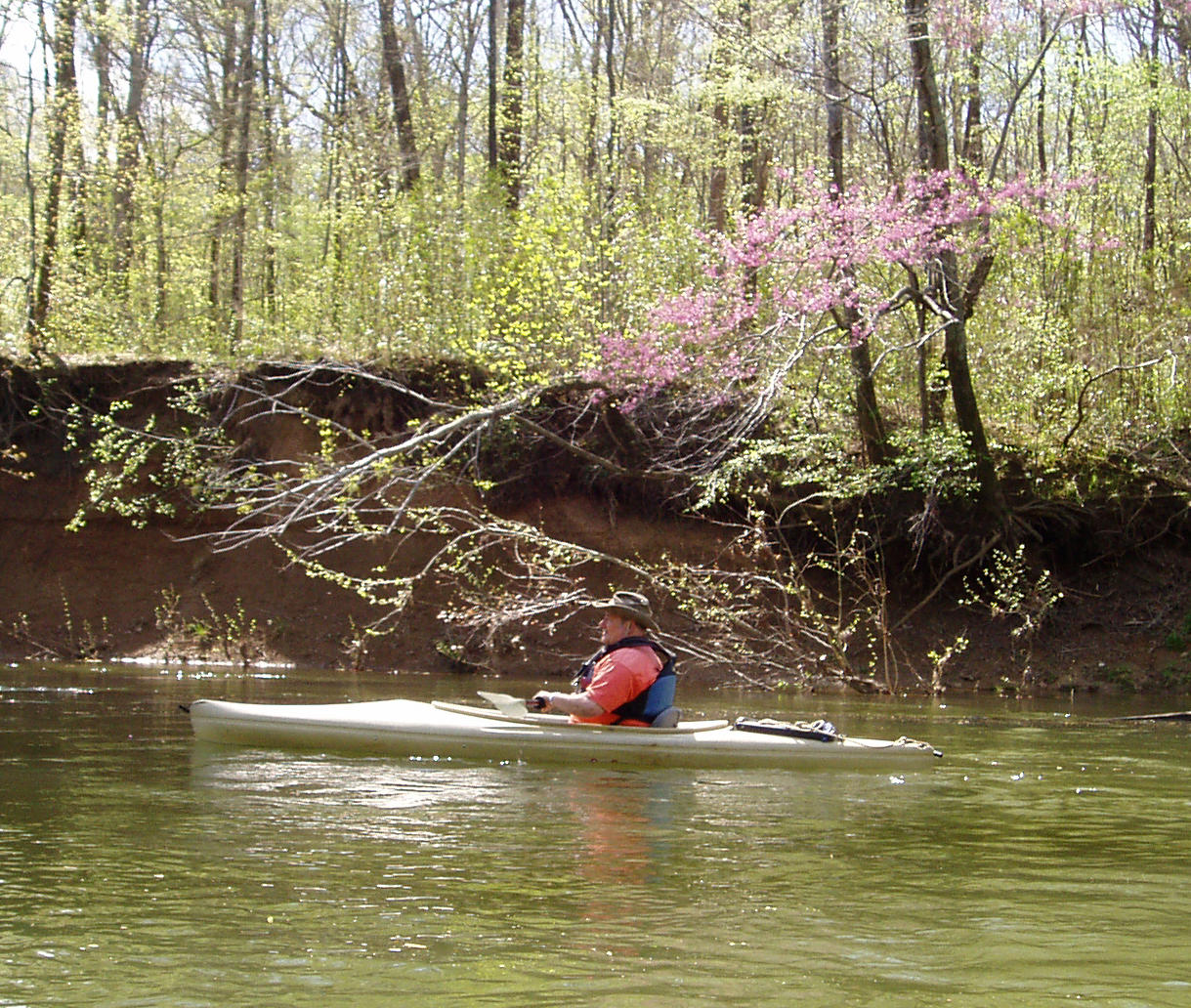 Wally and Redbuds.JPG