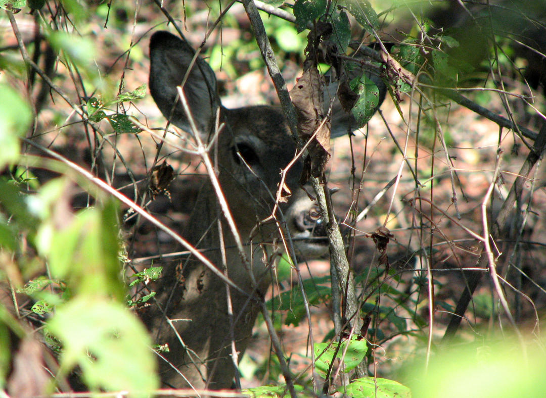 Peek-a-boo.jpg