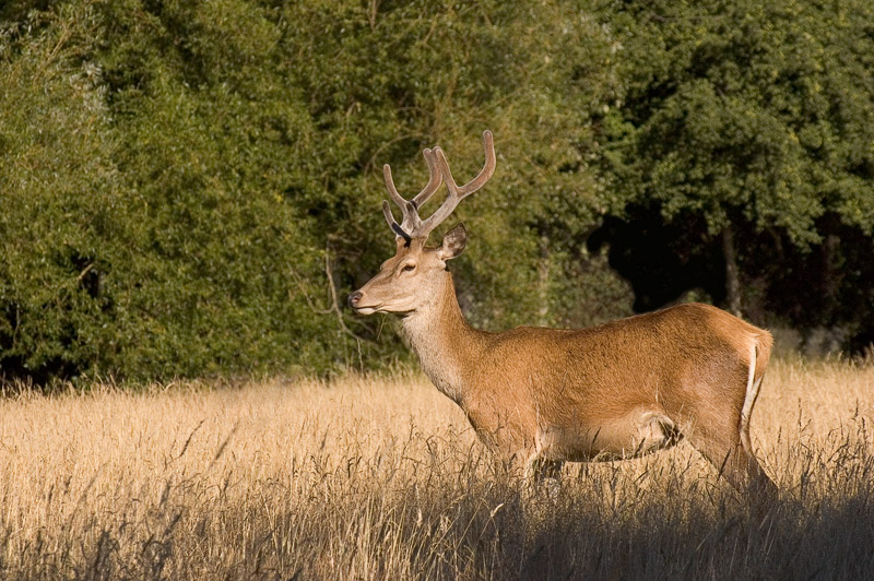 Red Deer