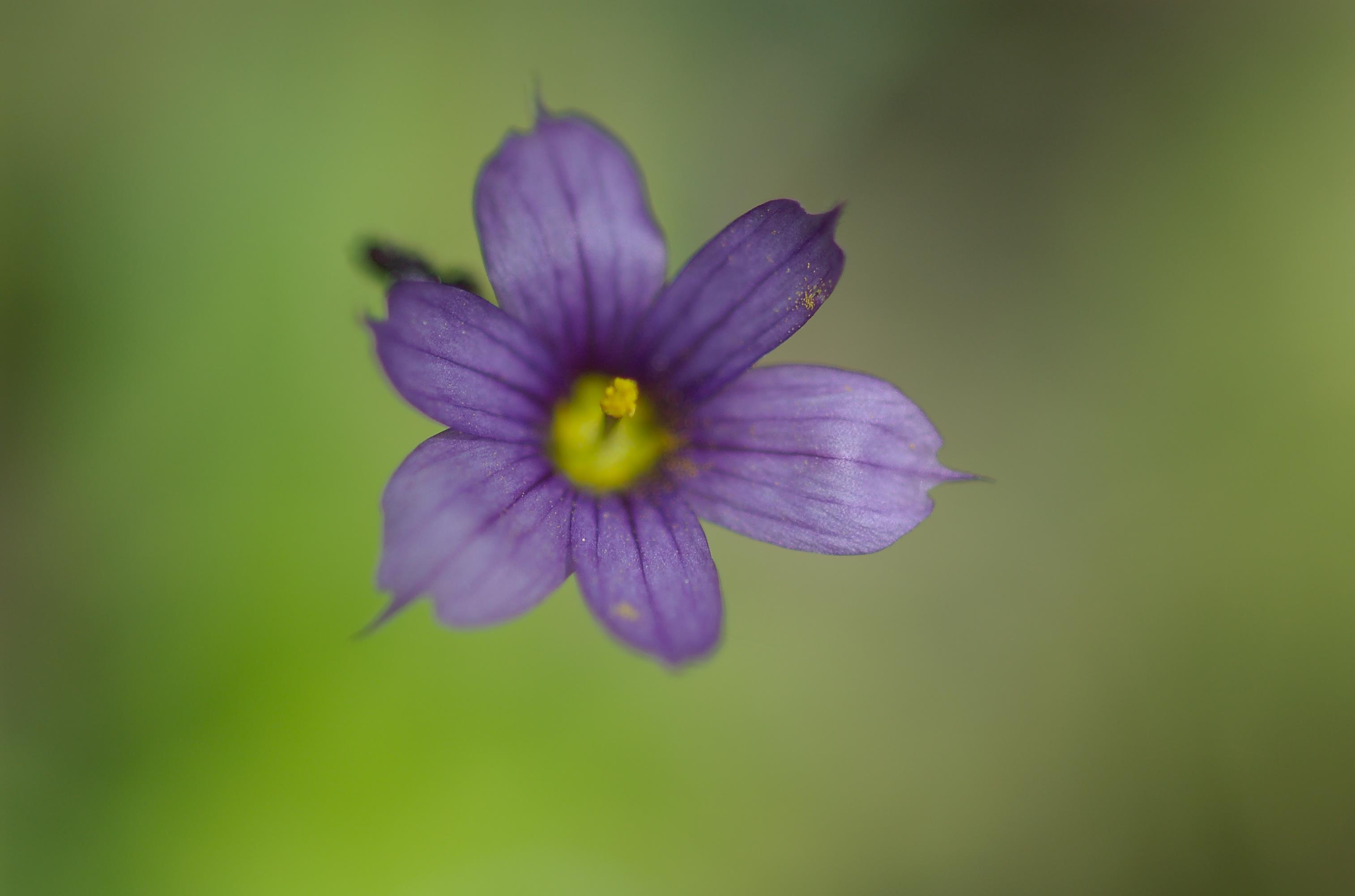 Sisyrinchium augustifolium Miller Montebello Quebec DSC_0117.jpg