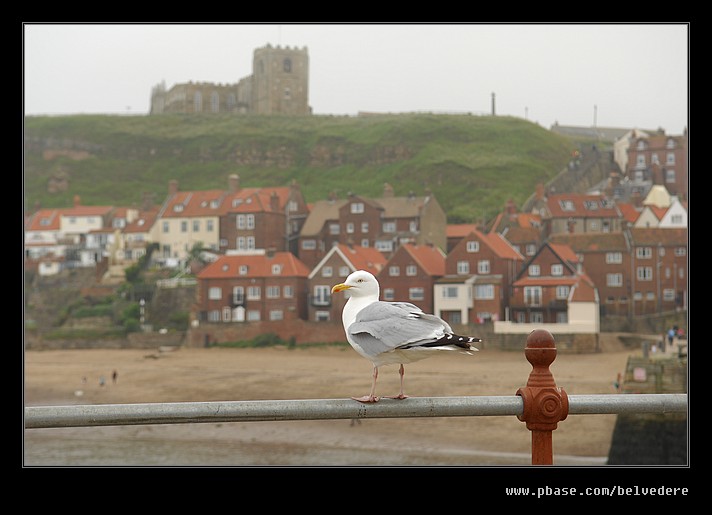 Gull, Whitby, North Yorkshire