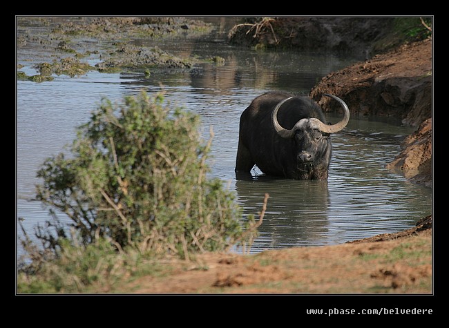 Buffalo Watering Hole #4, Addo