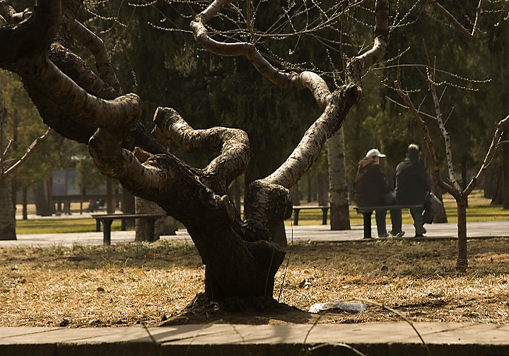 One fine Spring Day - Temple of Heaven Park - Beijing