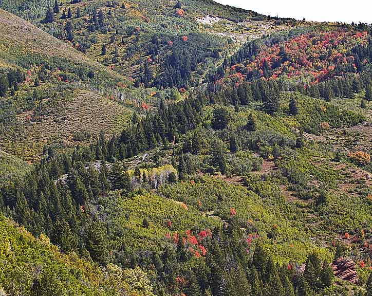 The first signs of fall along the Provo River and Alpine Loop