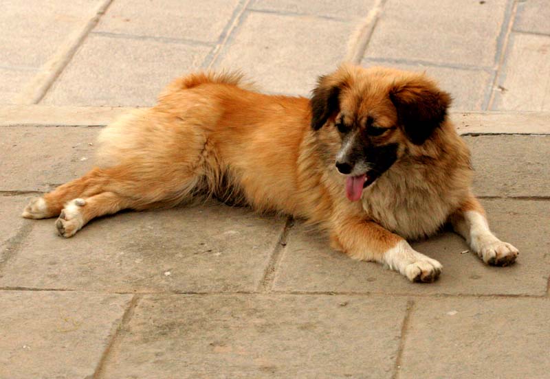Temple Dog