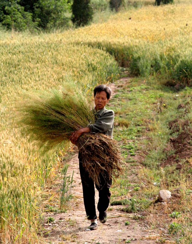 Harvest - Temple Field
