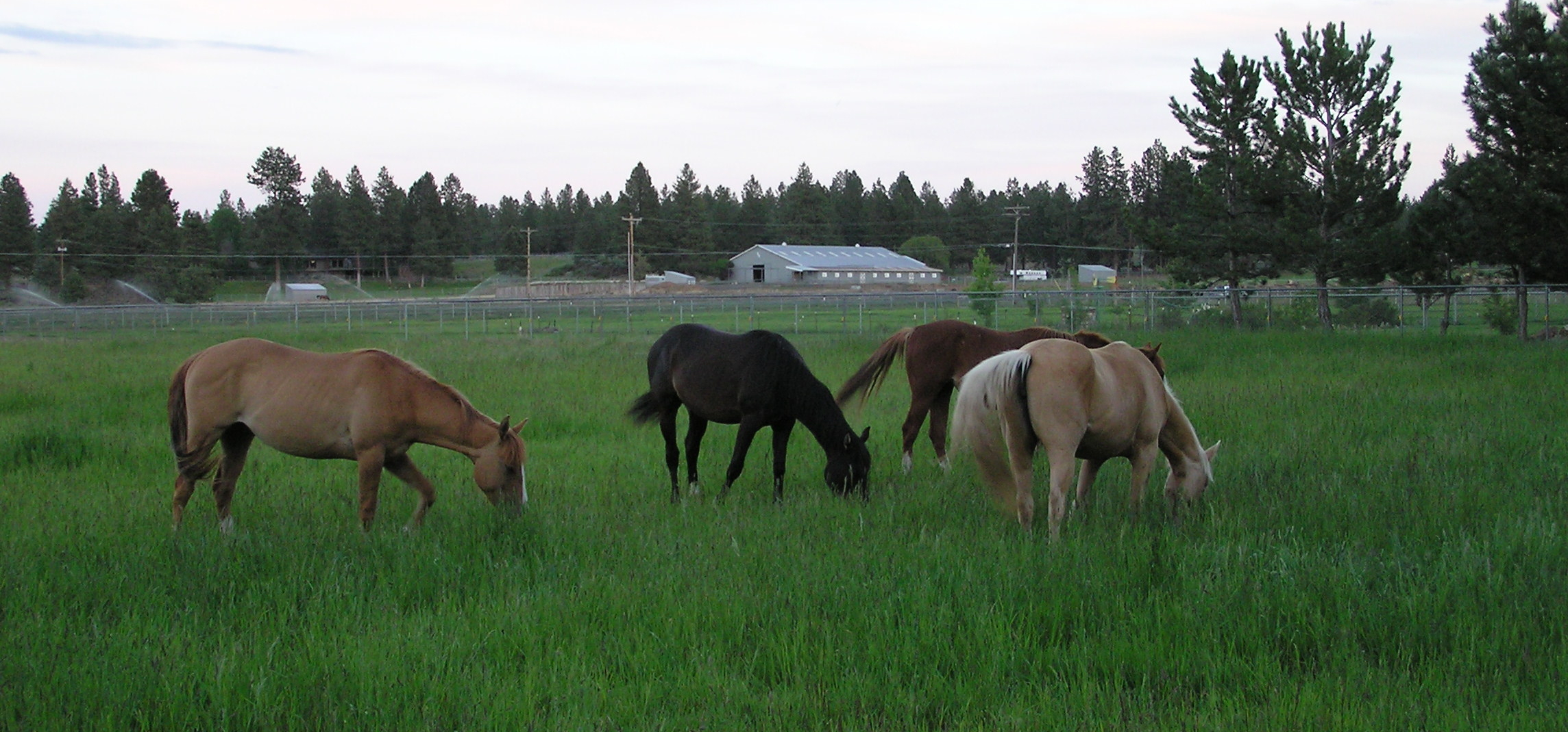 Grazing