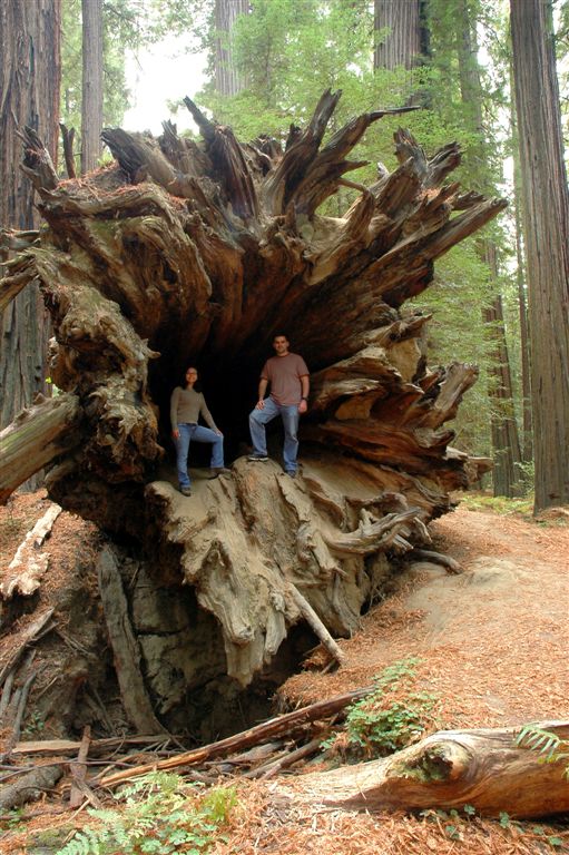 Redwoods09.JPG