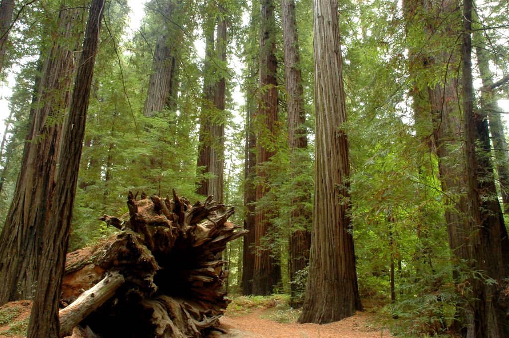 Redwoods10.JPG