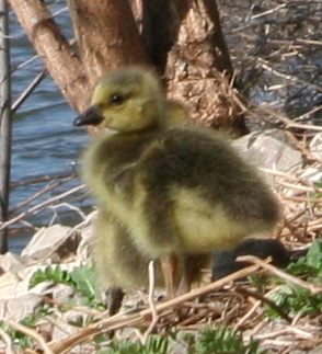 Baby Goose!