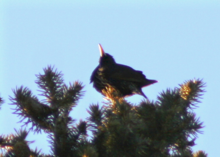 Chirp aTop a 60ft. Spruce
