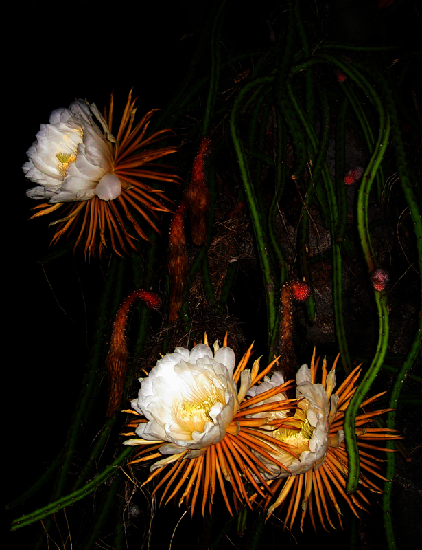  St. Thomas, USVI - Queen of the Night