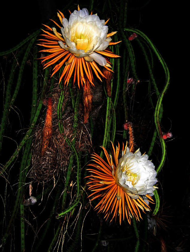 Queen of the Night - Selenicereus grandiflorus