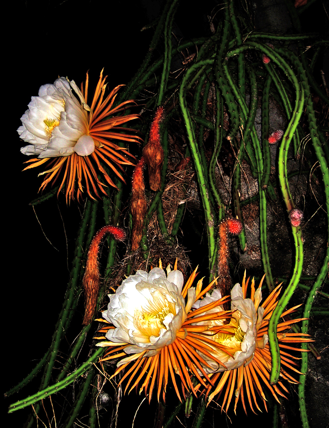 Queen of the night - Selenicereus grandiflorus