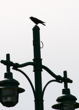 Crow and a Lampost